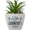 Faux Potted Succulent With Grandmother Message -Hallmark Store Faux Potted Succulent for Grandma 281000015 01