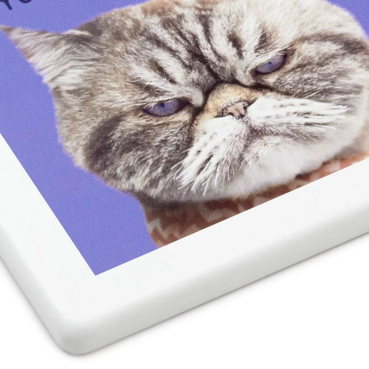 Hallmark Grumpy Kevin The Cat Photo Funny Coaster 6 Hallmark Grumpy Kevin The Cat Photo Funny Coaster - Image 4